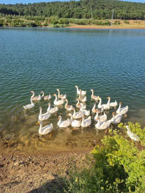 Free A serene group of geese swim in a calm lake surrounded by lush greenery under a sunny sky. Stock Photo