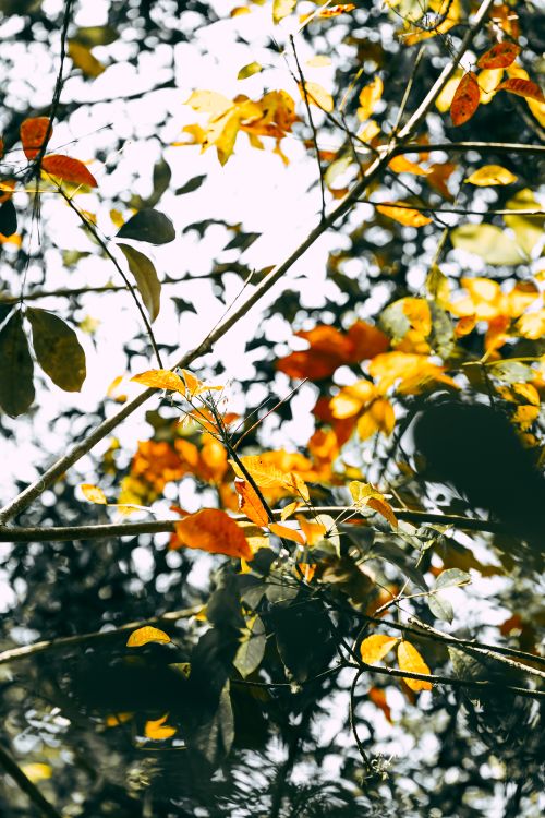 Free Colorful autumn leaves on branches with sunlight shining through, creating a warm, vibrant scene. Stock Photo