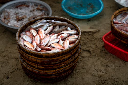 Photo Of Wooden Container Withe Fishes