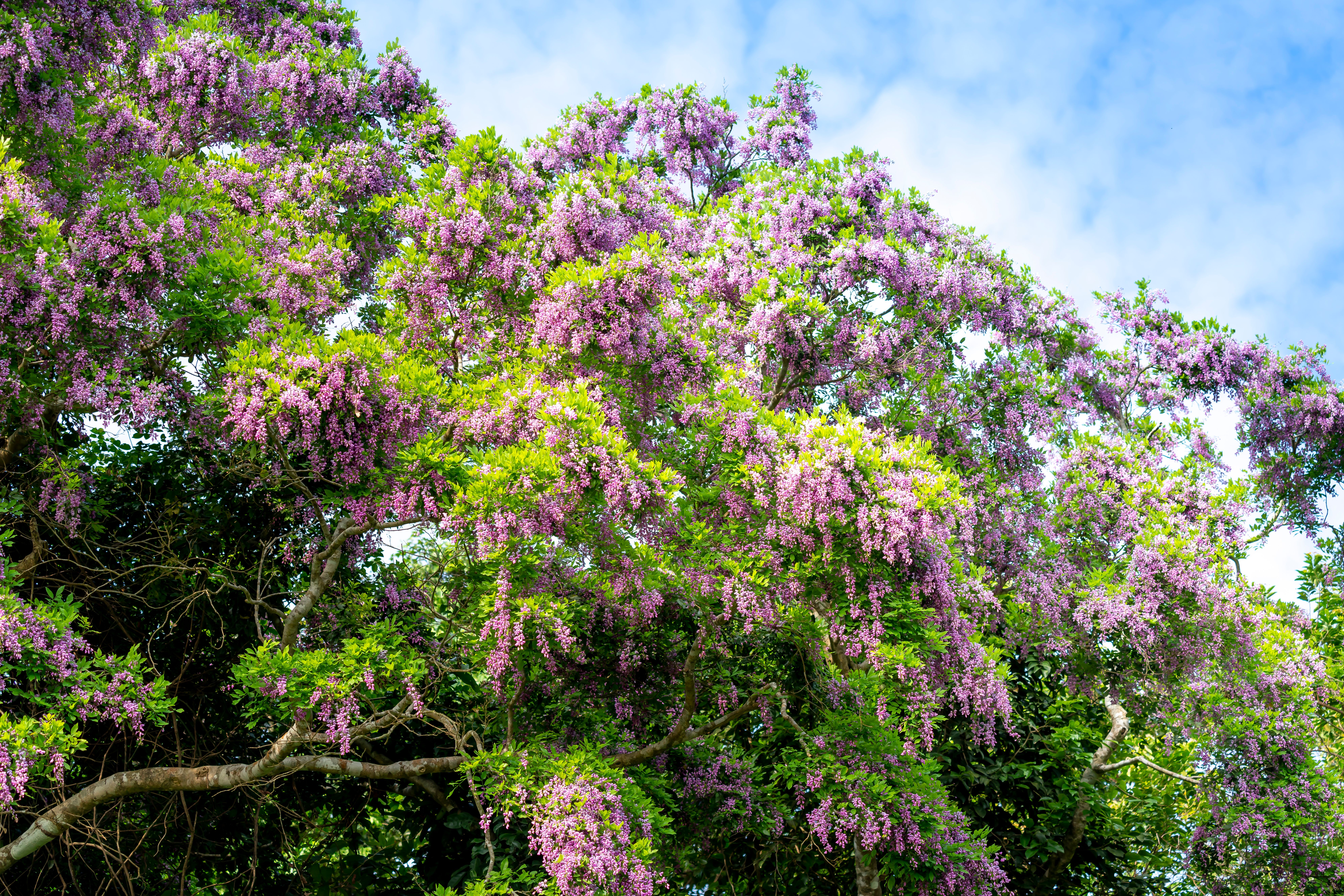 Photo Of Tree During Daytime · Free Stock Photo