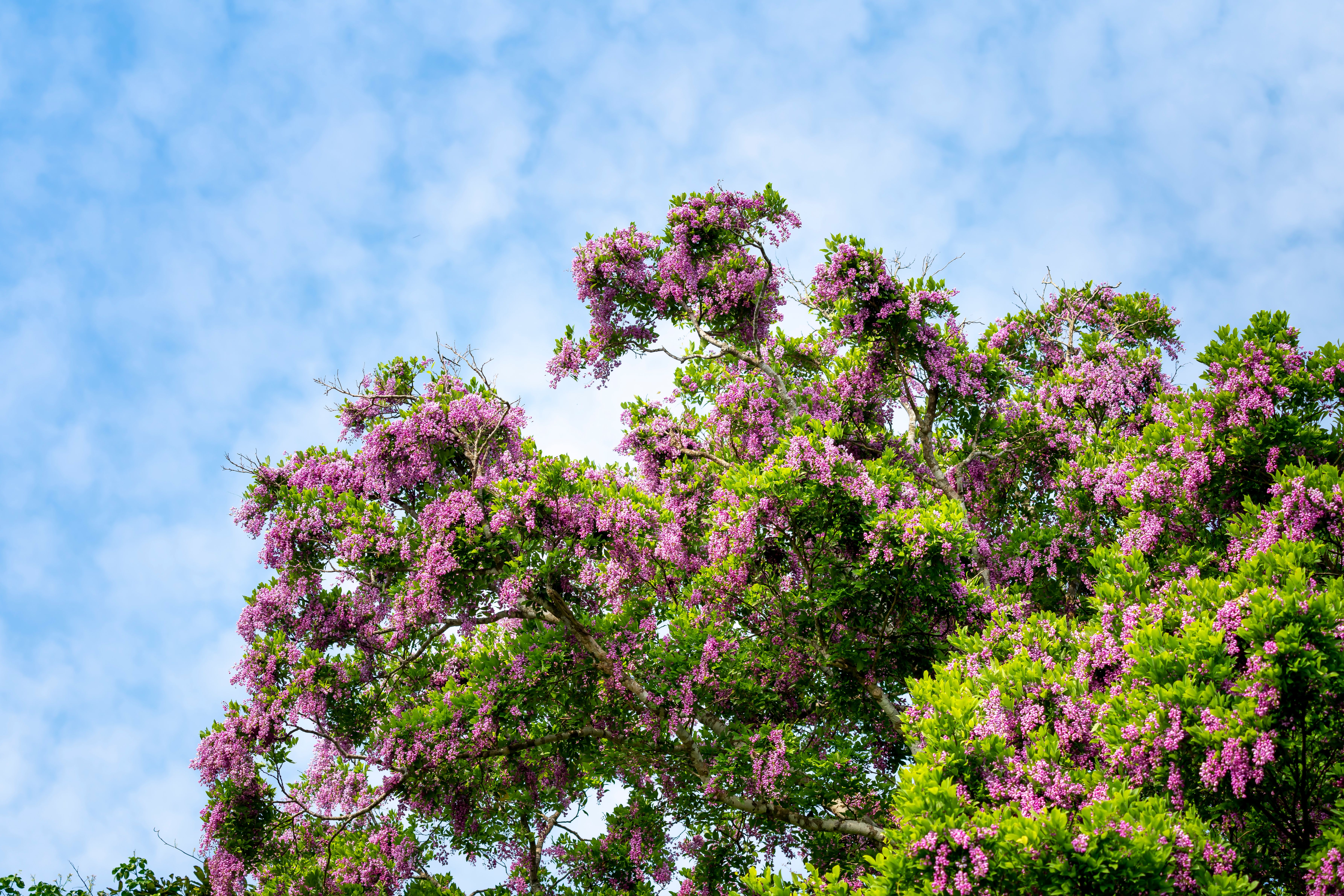 Photo Of tree Under Blue Sky · Free Stock Photo