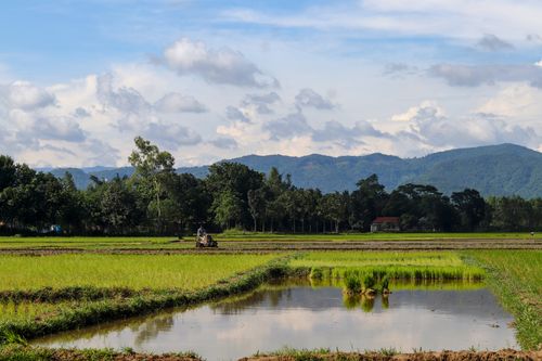 Free A peaceful view of lush rice fields set against a backdrop of distant mountains under a blue sky. Stock Photo