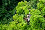A red-shanked douc langur sitting in dense green foliage, showcasing vibrant rainforest biodiversity.