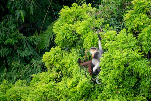 A red-shanked douc langur sitting in dense green foliage, showcasing vibrant rainforest biodiversity.