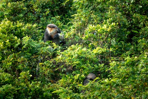Free Cute monkeys resting on green lush tree Stock Photo