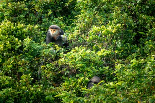 Cute monkeys resting on green lush tree