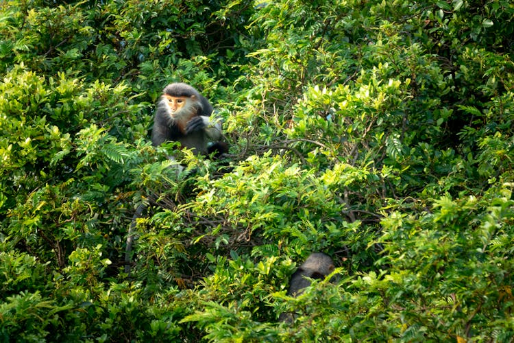 Cute Monkeys Resting On Green Lush Tree