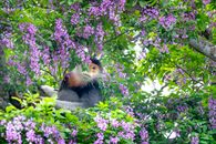 Adorable curious Pygathrix Nemaeus monkey resting on lush blooming tree with delicate flowers of lilac color and looking at camera on sunny day