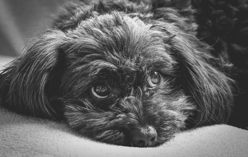 Free A close-up black and white photo of a relaxed dog lying down, gazing thoughtfully. Stock Photo
