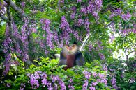 Calm funny Red Shanked Douc monkey resting on blooming tree with lilac flowers and looking at camera with interest