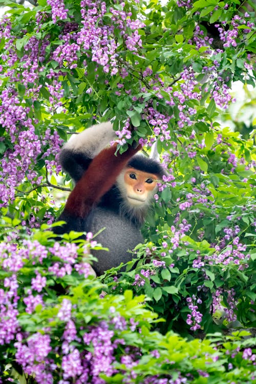 Adorable monkey on lush blooming tree
