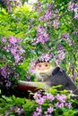 Funny monkey sitting on tree behind lush lilac color flowers