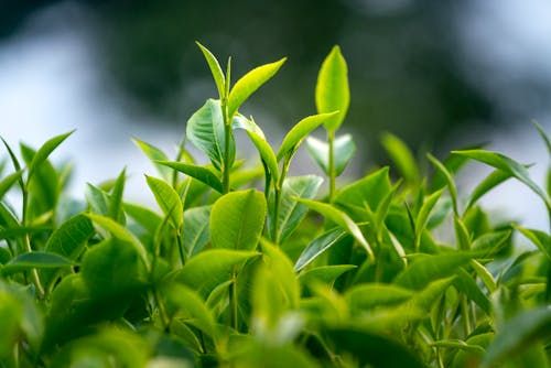 무료 잎의 매크로 사진 스톡 사진