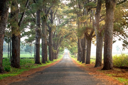 Gray Concrete Road Between Trees