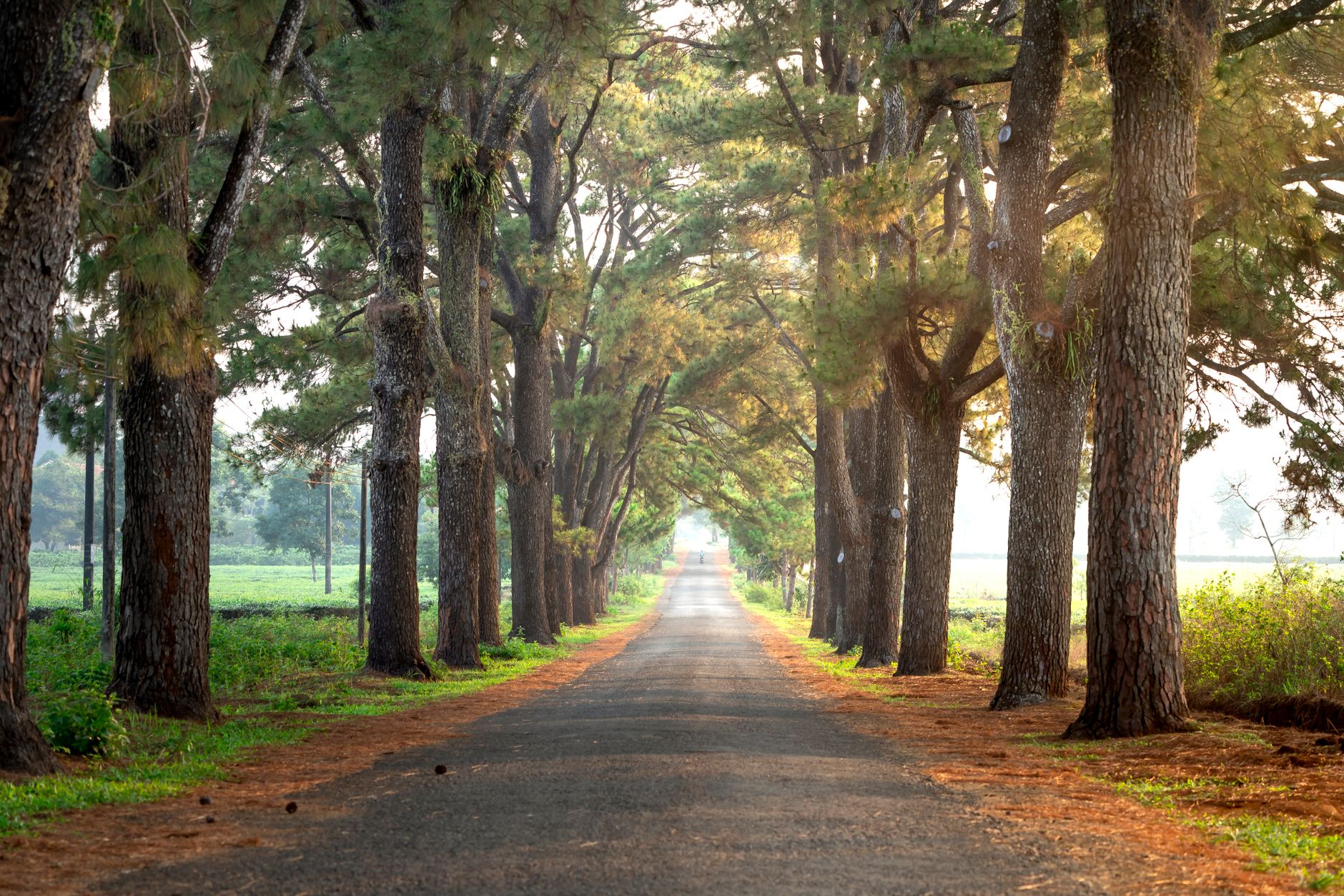 A stone gatepost and long hedged drive on Muthaiga Road under mature trees