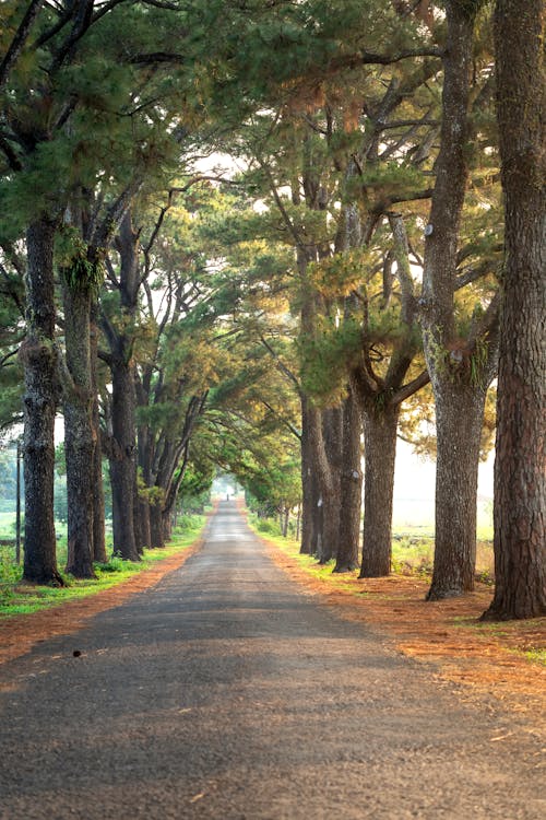 Gray Concrete Road in Between Trees