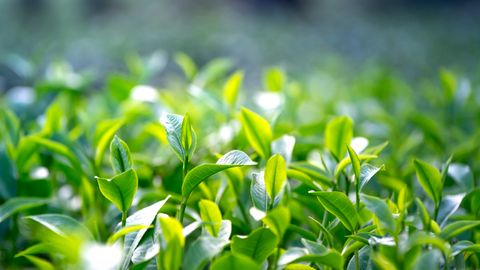 Close-up of vibrant green tea leaves growing in a lush outdoor field.