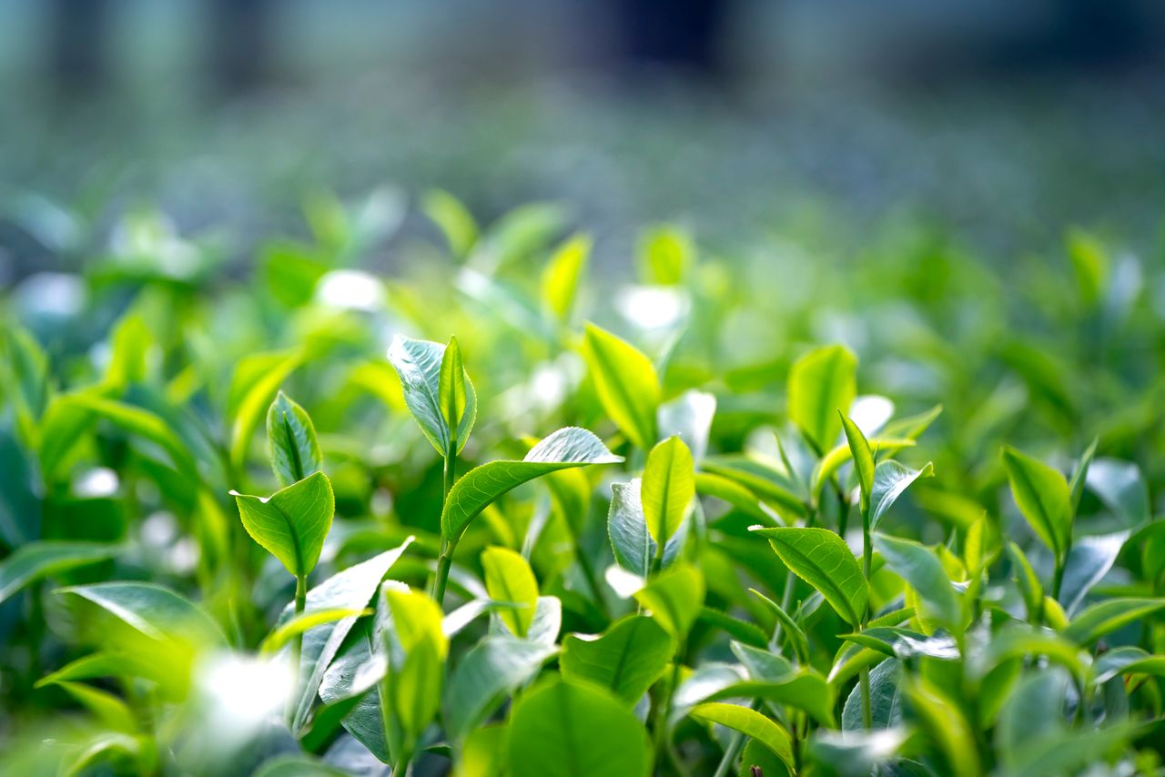 close up of vibrant green tea leaves growing in a lush outdoor field