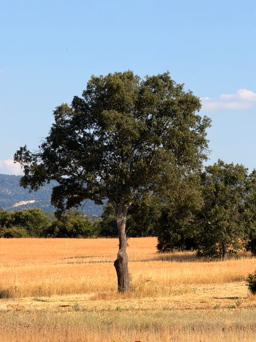 Free A solitary oak tree stands tall in a golden wheat field under a bright blue sky. Stock Photo