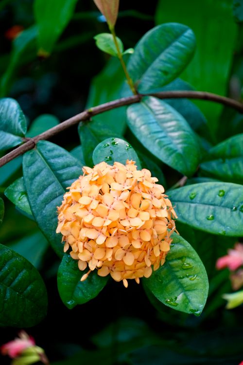 Free Bright orange Ixora flower with lush green leaves in an outdoor garden setting. Stock Photo