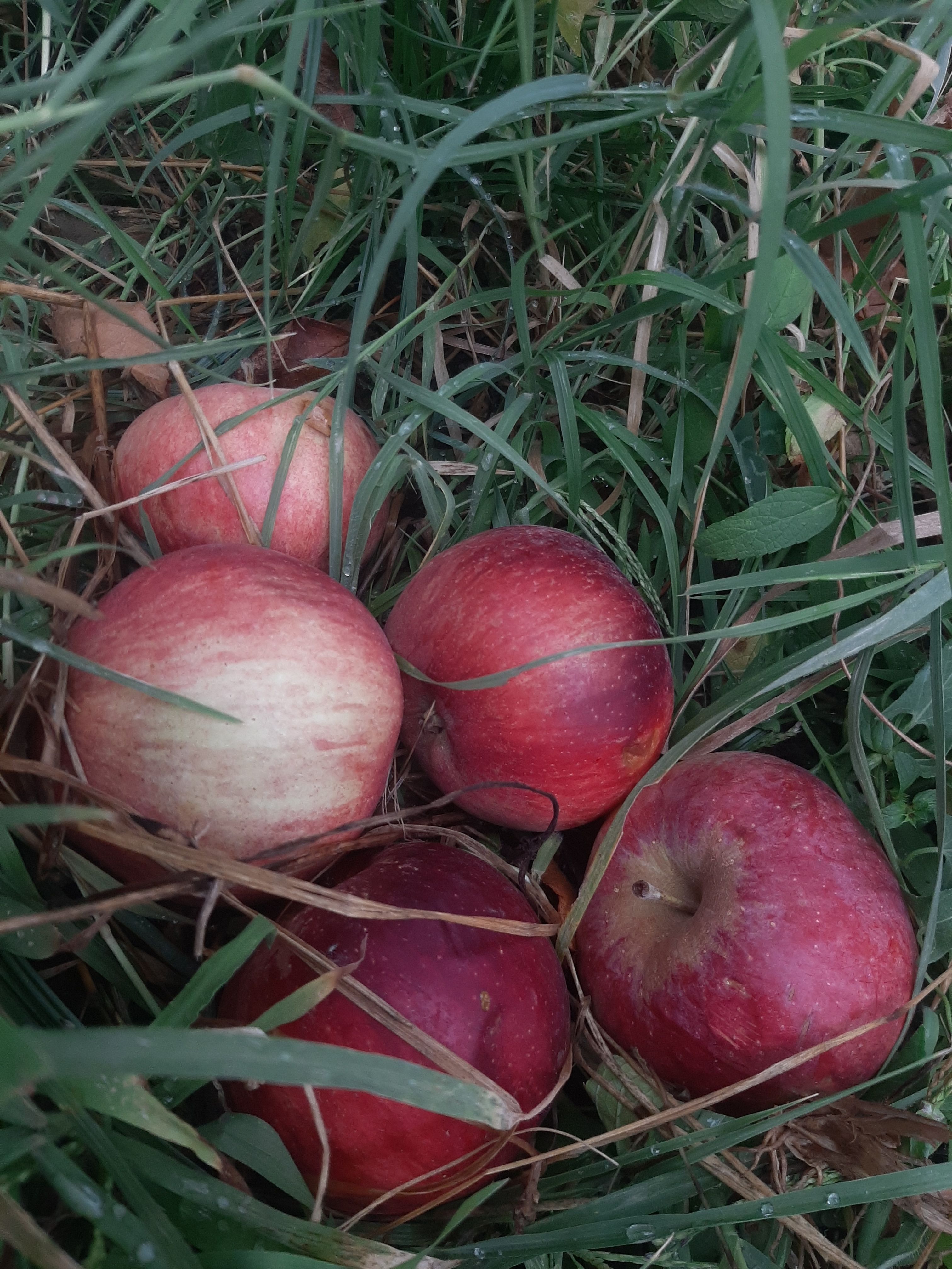 Close-up of fresh red apples resting on lush green grass, evoking a natural autumn feel.