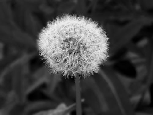 Grayscale Photography of Dandelion Seed Head