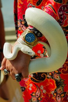 White snake wrapped around a hand with a gold watch, contrasting against a vibrant patterned fabric.