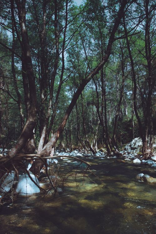 Free Serene forest stream flowing through lush woodland, creating a tranquil and peaceful nature scene. Stock Photo