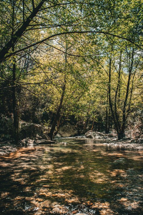 Free Tranquil river flowing through a lush forest, bathed in gentle sunlight, capturing the essence of nature's serenity. Stock Photo