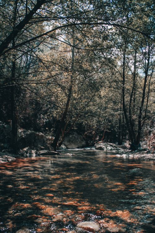 Free Peaceful forest stream surrounded by lush greenery and rocks during daytime. Stock Photo