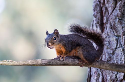 Free Vibrant wildlife photo of a squirrel perched on a branch with a blurred natural background. Stock Photo