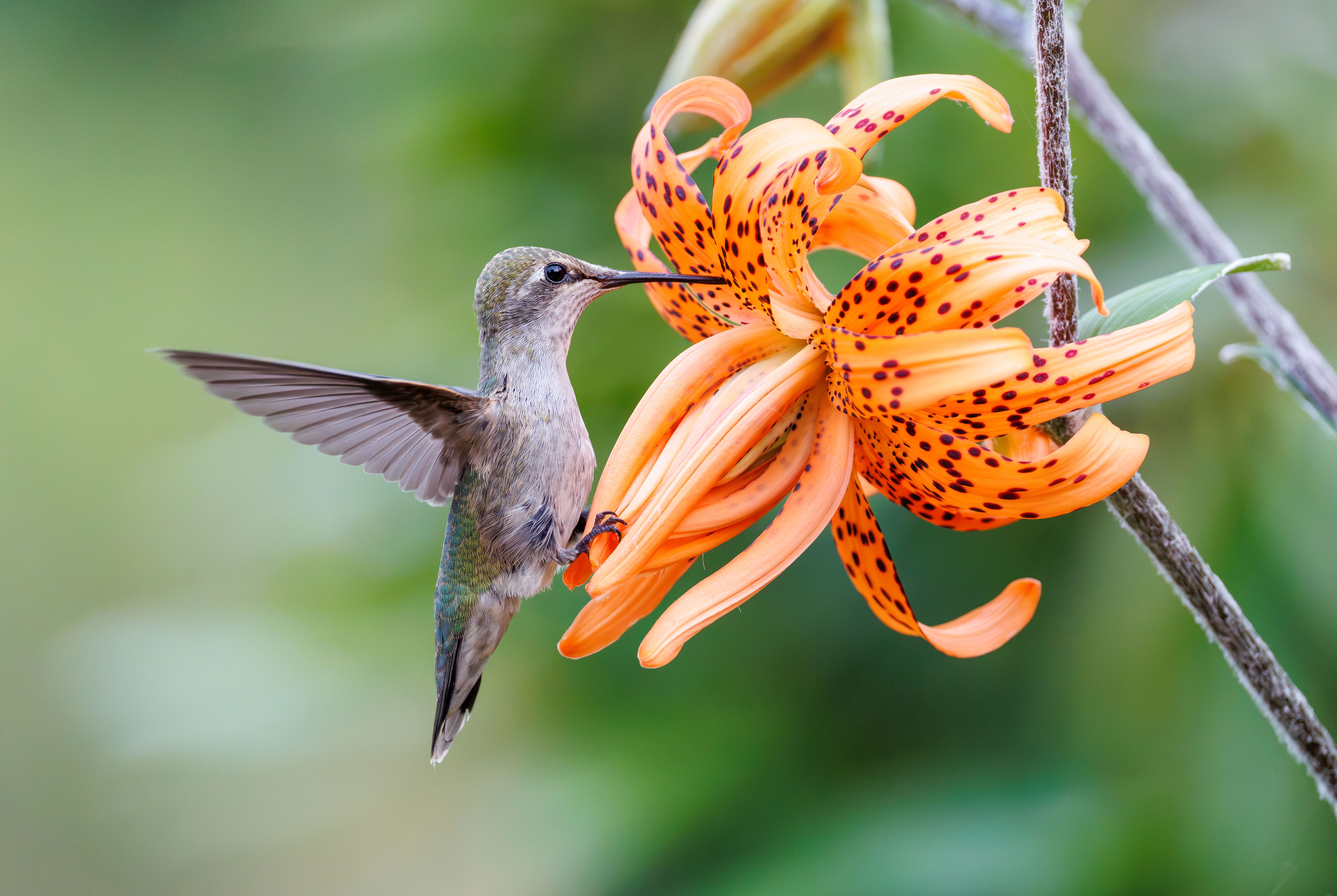 Close-up of a hummingbird feeding on a vivid orange tiger lily in a natural setting.