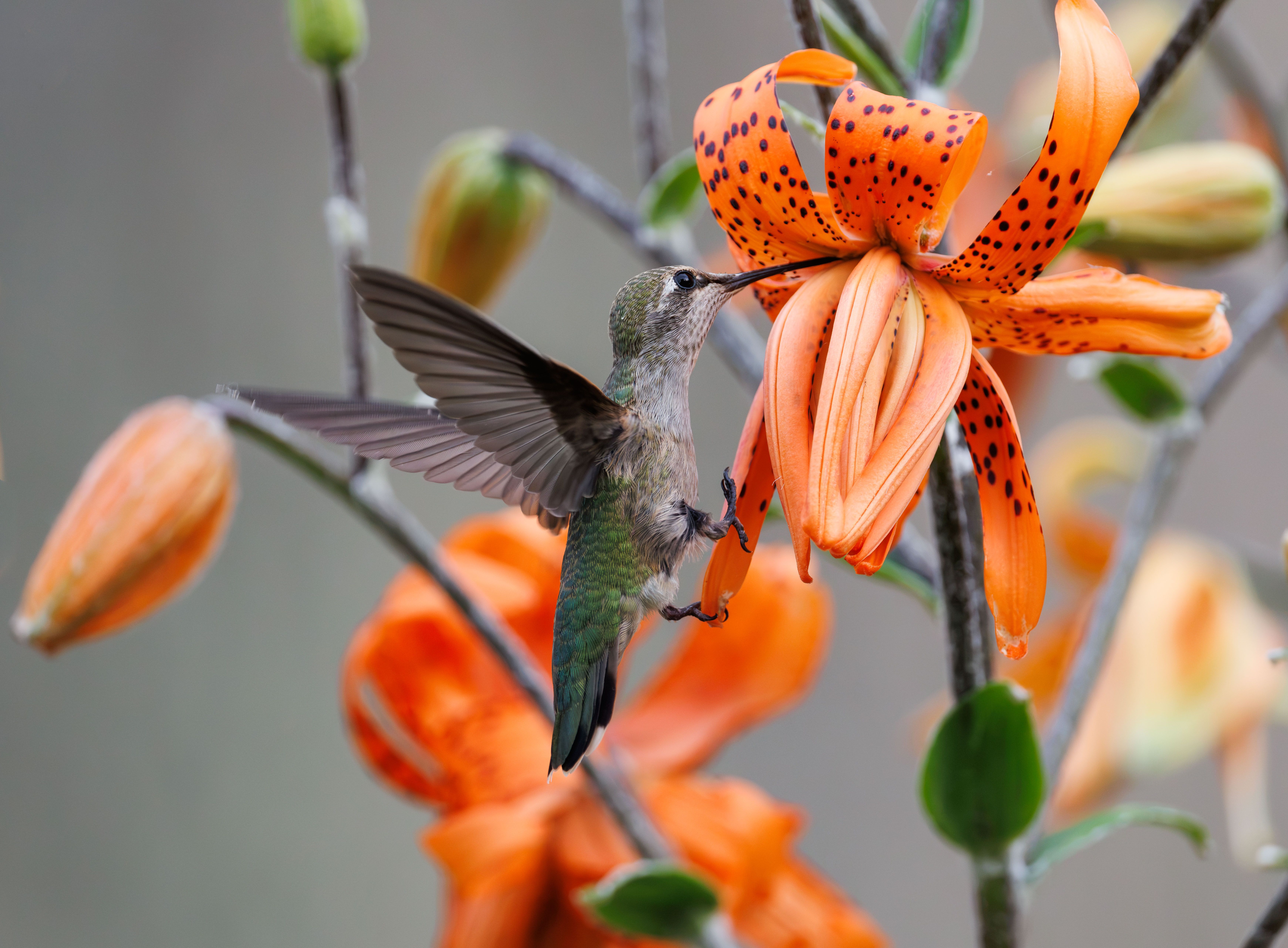 A hummingbird gracefully feeds on a vibrant tiger lily flower, showcasing nature's beauty.