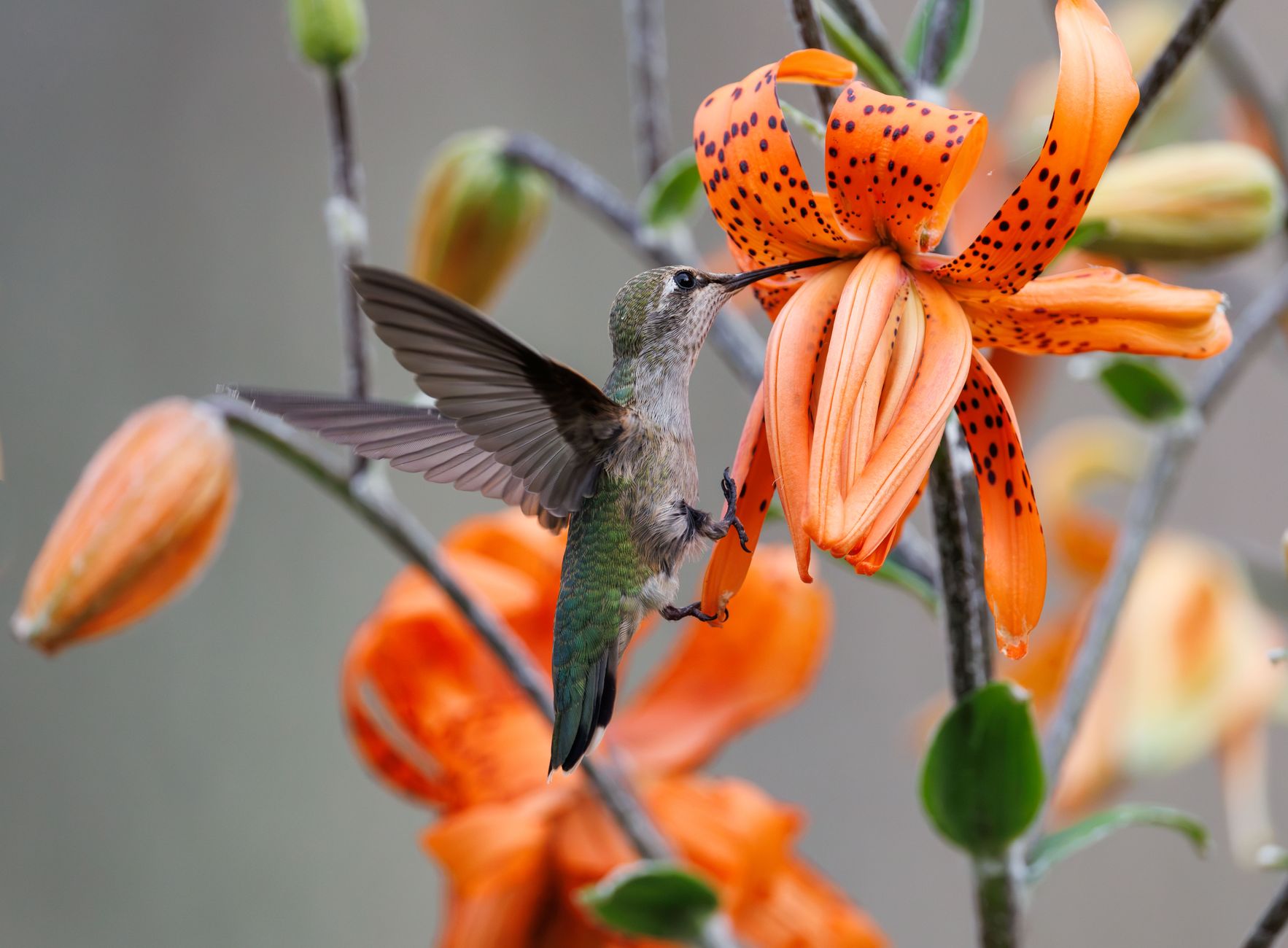 A hummingbird gracefully feeds on a vibrant tiger lily flower, showcasing nature's beauty.