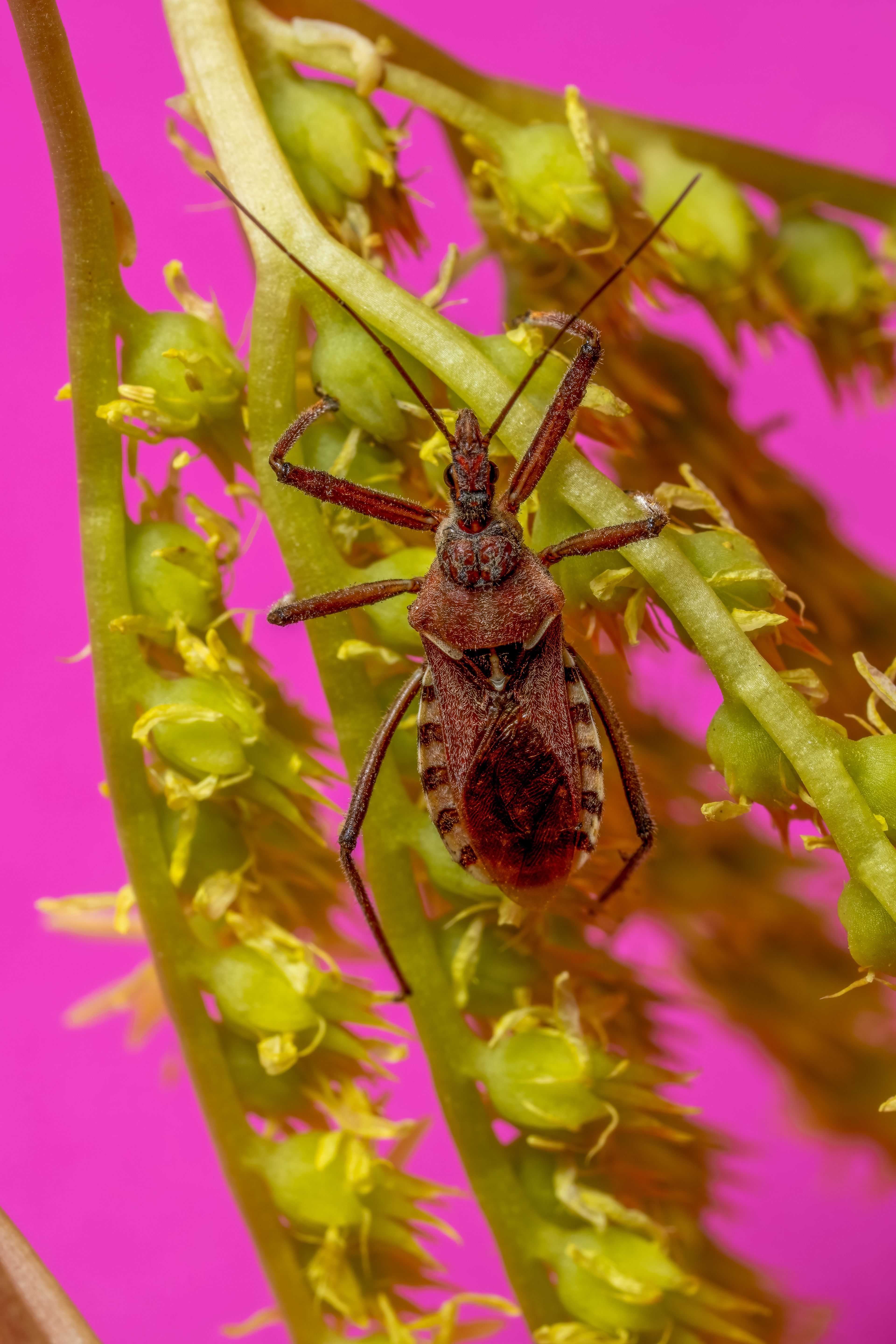 Close-up macro image of a brown assassin bug on a flowering plant, vibrant pink background.