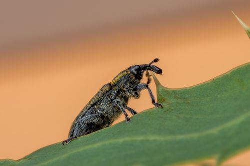 Free Close-up macro shot of a weevil on a green leaf against a blurred background. Stock Photo