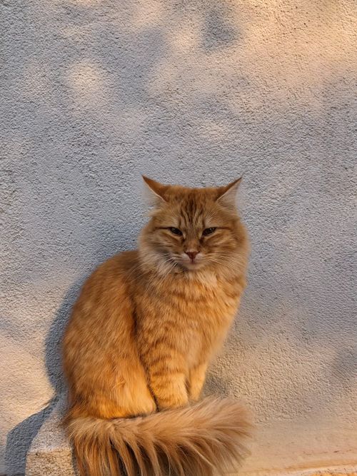 Free A fluffy ginger cat sits calmly against a sunlit textured wall in Istanbul, showcasing serene beauty. Stock Photo
