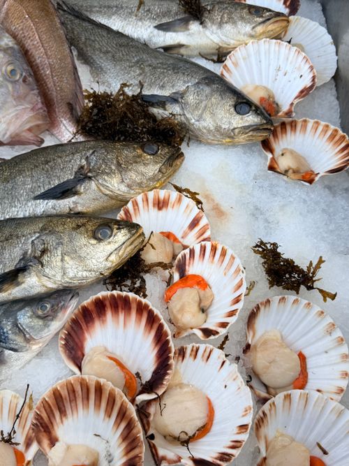 Free Fresh seafood including fish and scallops displayed on ice with seaweed enhancing the marine setting. Stock Photo