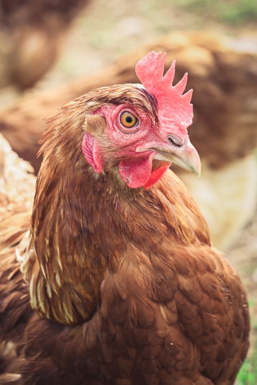 Free Detailed image of a brown hen with focus on its features, providing a natural and rural feel. Stock Photo