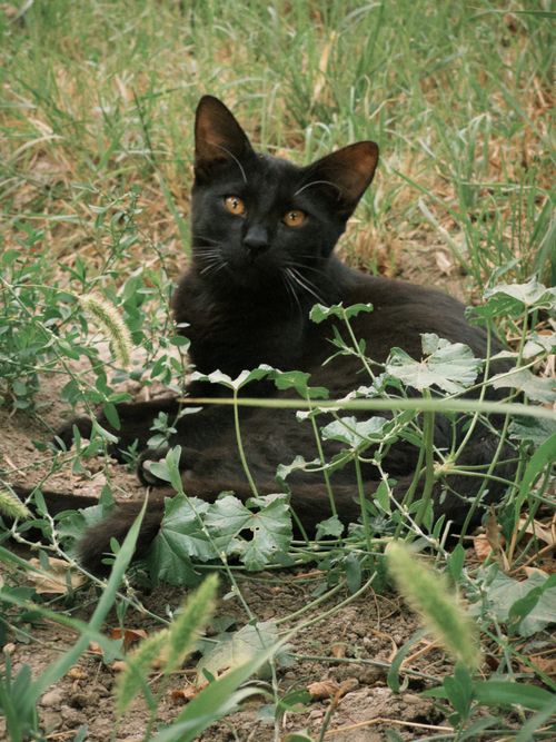 Free stock photo of adorable cat, black cat, cats Stock Photo