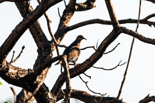 Free A dove sits calmly on a leafless branch, basking in daylight. Stock Photo