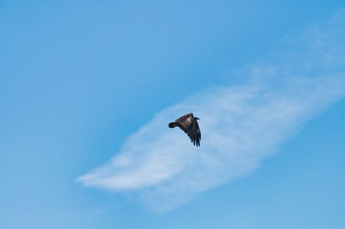 Free A lone bird gracefully soars through a bright, clear sky, embodying freedom and tranquility. Stock Photo