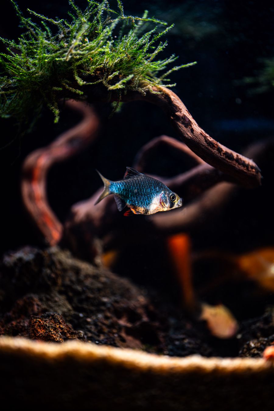 Aquarium layout built around twisting driftwood
