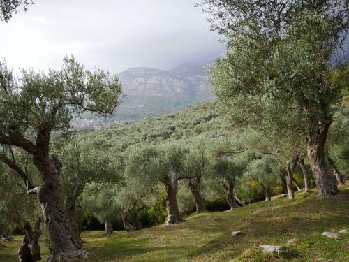Free Scenic view of an olive grove against the Montenegrin mountains under a cloudy sky. Stock Photo