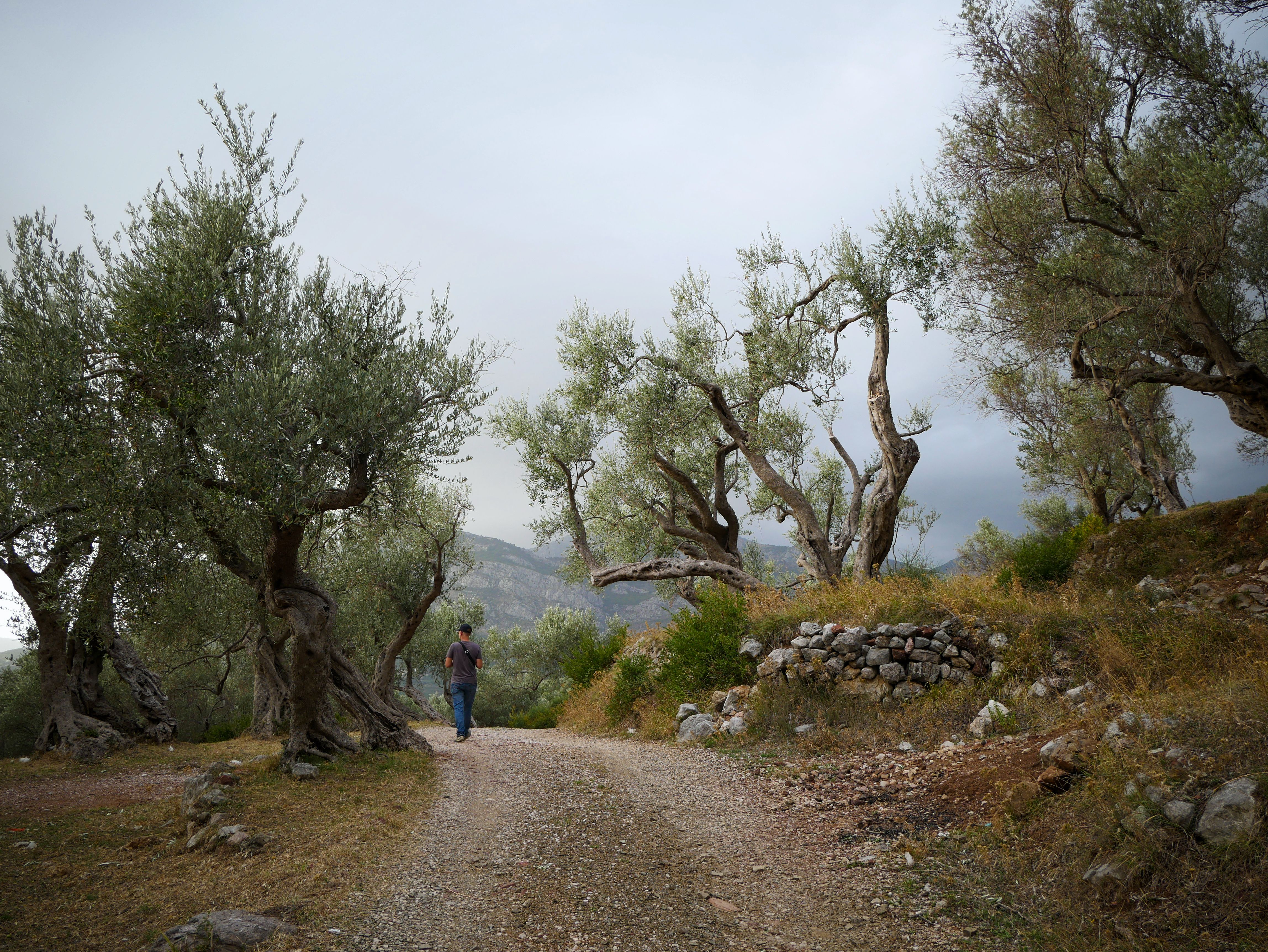 L'Olivaia — The Arco Olive Trail