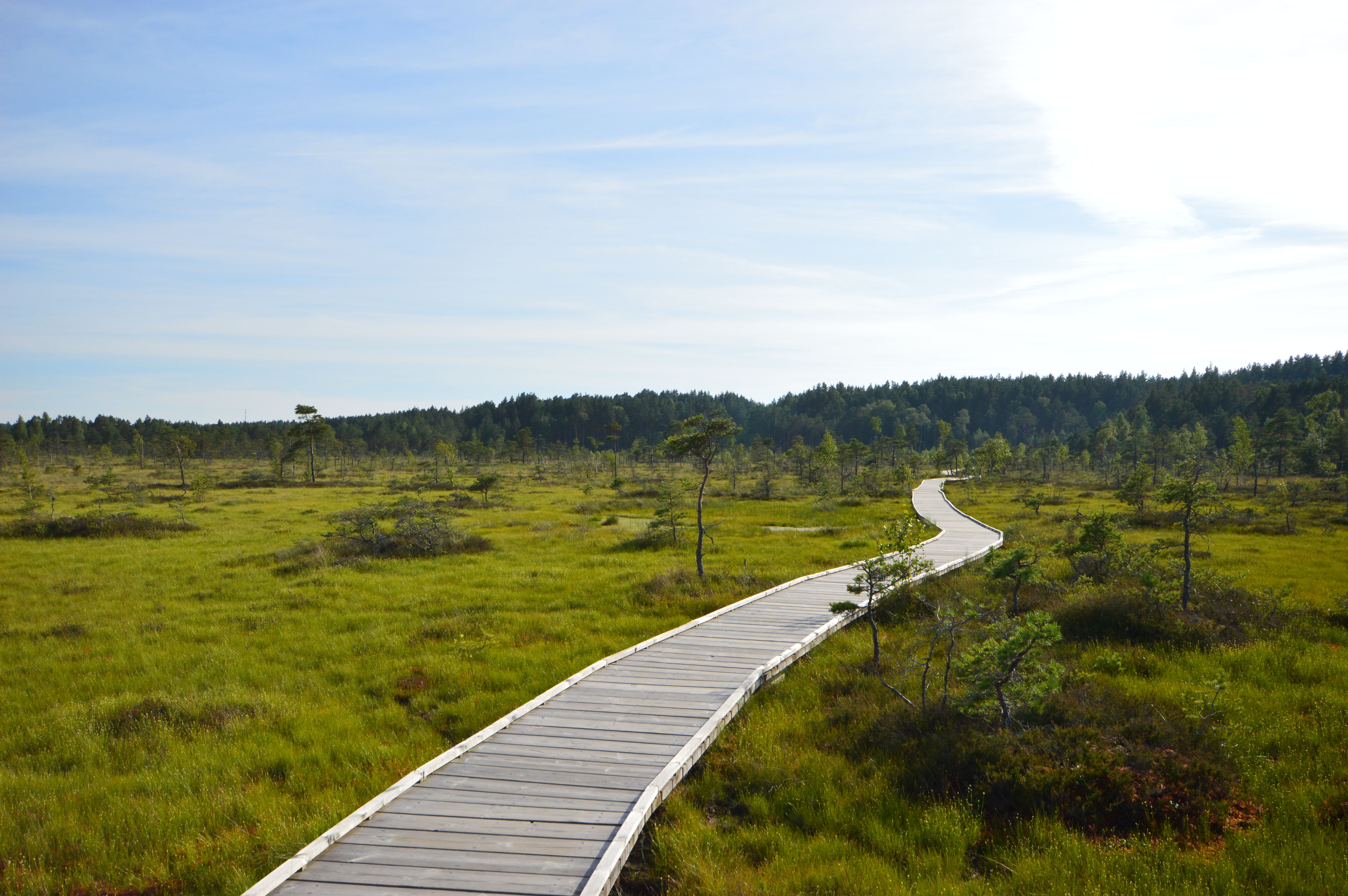 Walk the Suitsu reed boardwalk