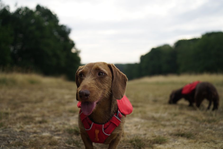 Part-Time Dog Walker Needed in Windsor