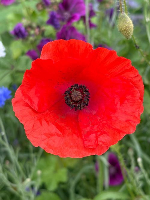 Free A vivid red poppy flower blooming in a colorful summer garden. Stock Photo