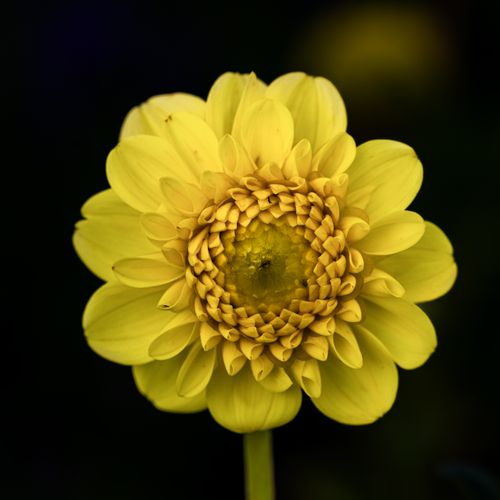 Free Close-up of a vibrant yellow dahlia flower in full bloom against a dark background, highlighting its intricate petals. Stock Photo