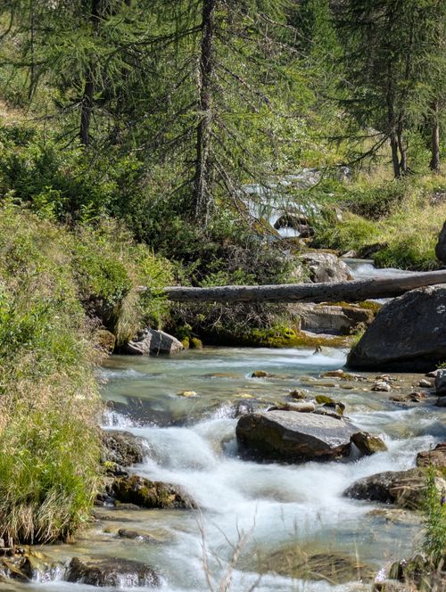 Free A tranquil alpine stream flowing through lush greenery and rocks in a forest. Stock Photo